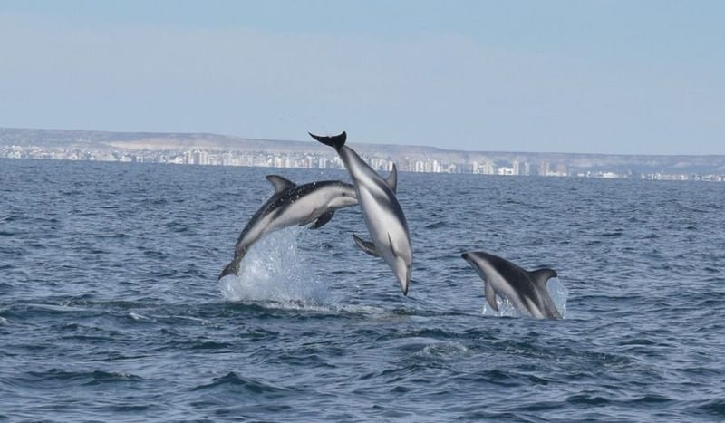 Avistaje de delfines en Puerto Madryn: una salida náutica imperdible en el Golfo Nuevo