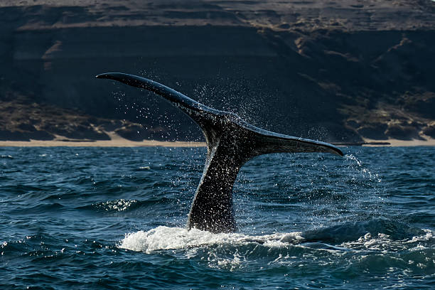 Puerto Madryn se prepara para una nueva temporada de ballenas 2026