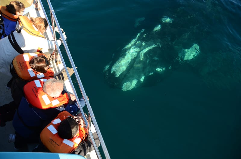 Excursions in Puerto Madryn: complete guide 2026