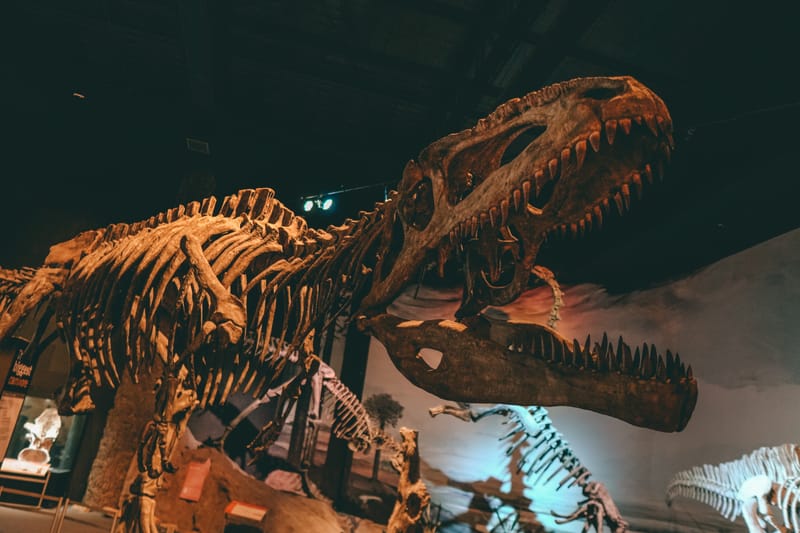 Día de los Museos en Puerto Madryn y Trelew: arte, historia y propuestas para disfrutar en mayo