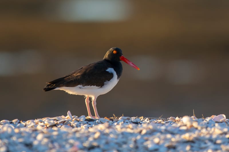 Fotos perfectas en la Patagonia: 10 trucos para viajeros