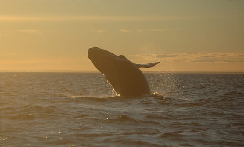 Avistaje de Ballenas en Puerto Madryn: Todo lo que tenés que saber antes de embarcar