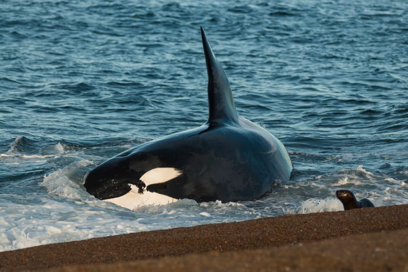 Península Valdés kicks off the 2026 orca season: a unique opportunity to experience near Puerto Madryn
