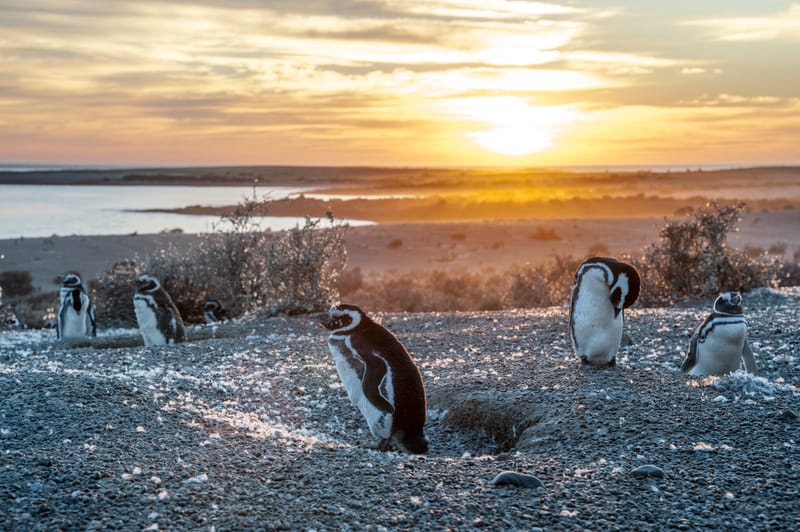 More than 100,000 visitors during penguin season: why Punta Tombo remains a must-see