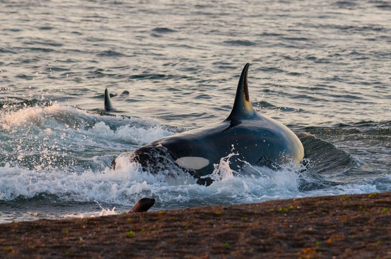Orcas in spring: when and where to see them in Península Valdés