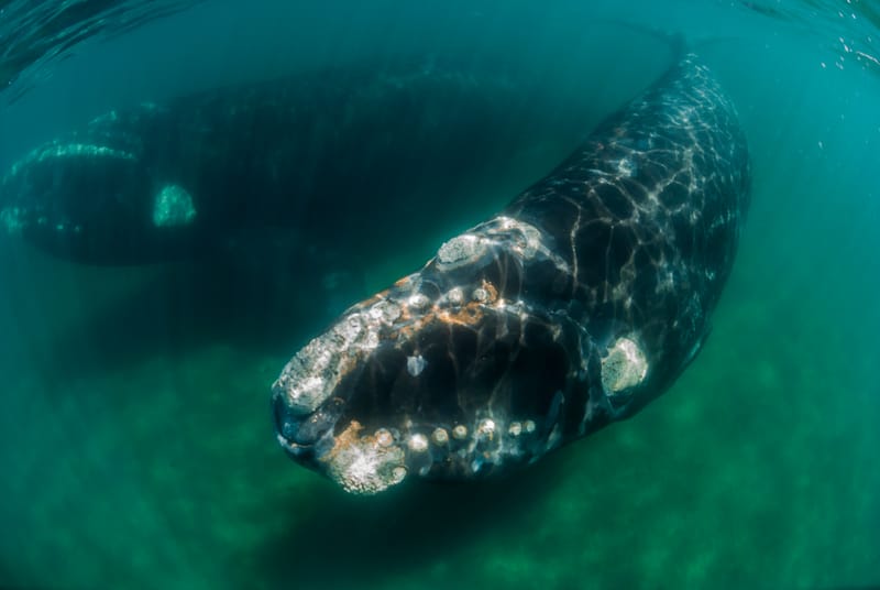 ¿Por qué las ballenas eligen las aguas de Península Valdés?