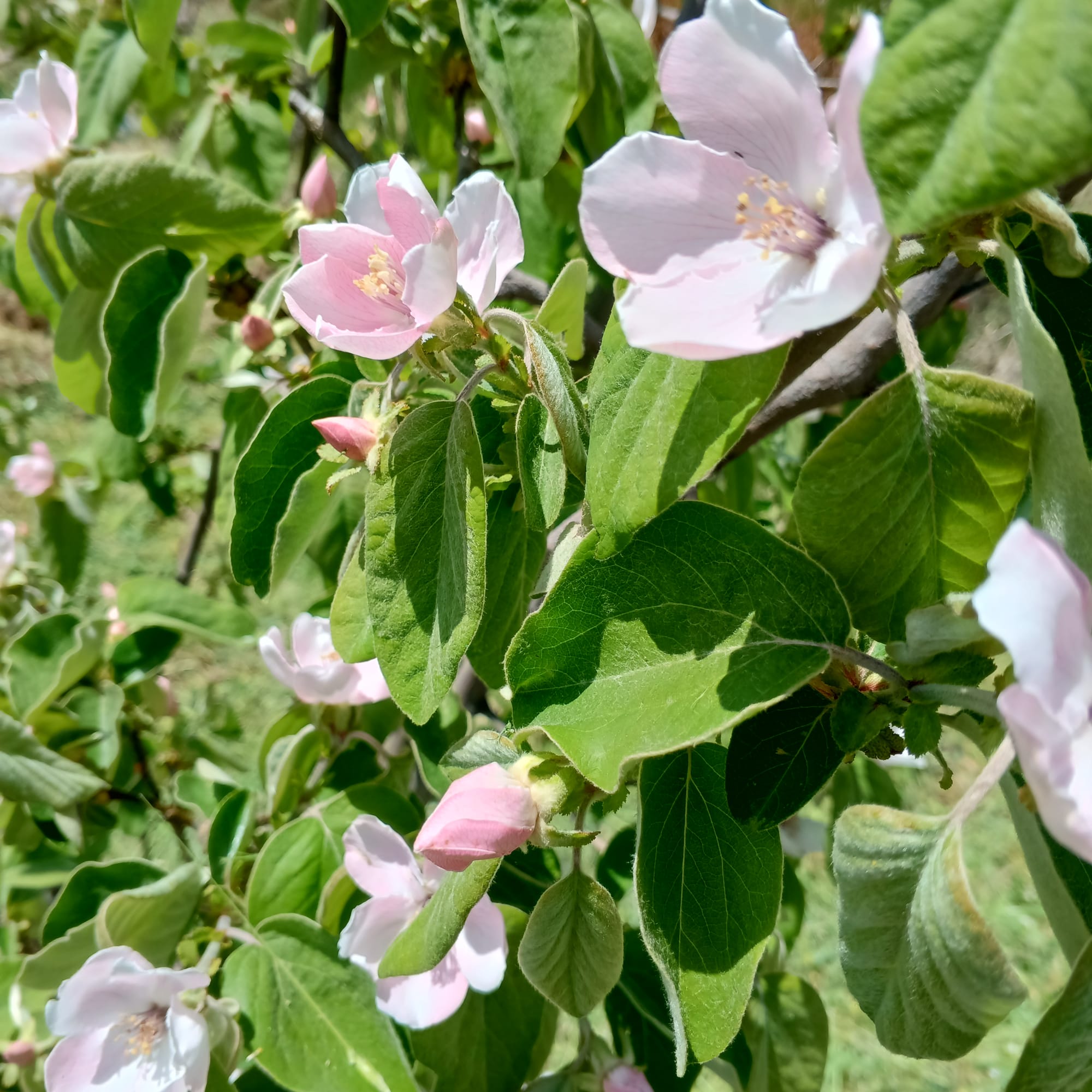 جاء الربيع، علميني الزرع