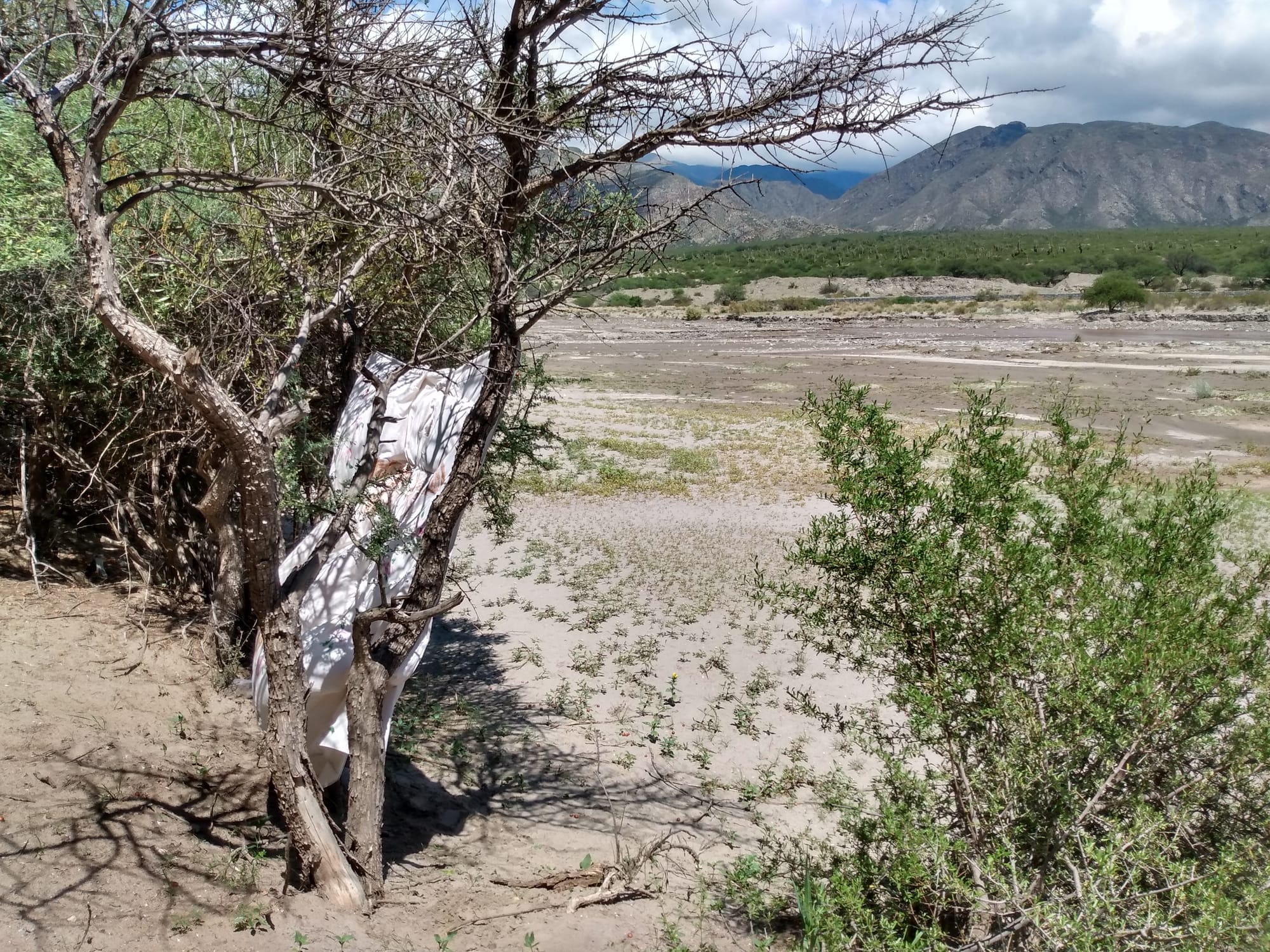 Ella baila con el viento