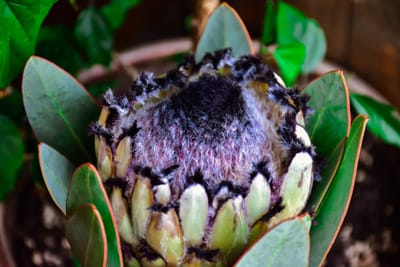Dried Protea Compacta flowers