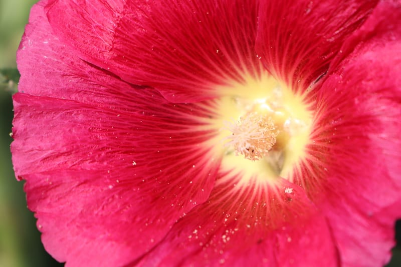 Custom Botanical Artwork