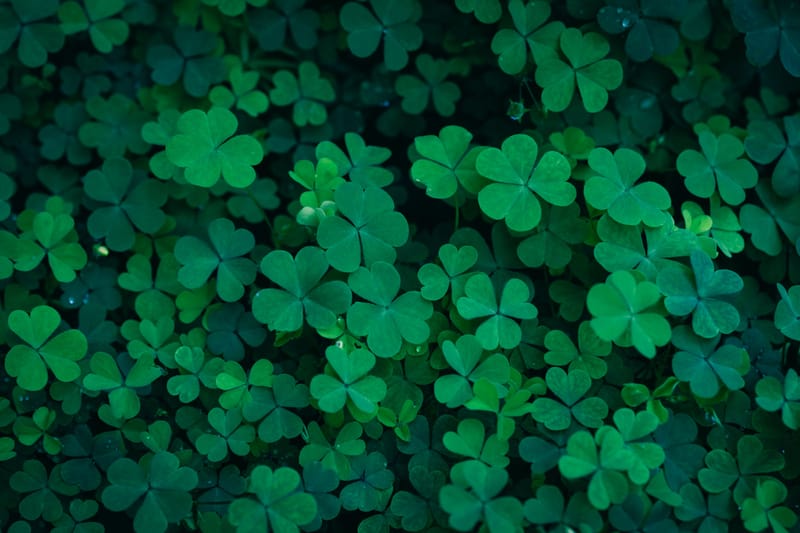 Seasonal Botanical Themes