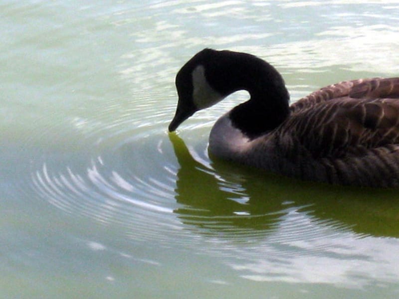 Animals, Birds & Bugs