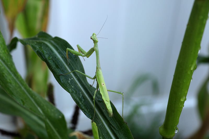 Animals, Birds & Bugs