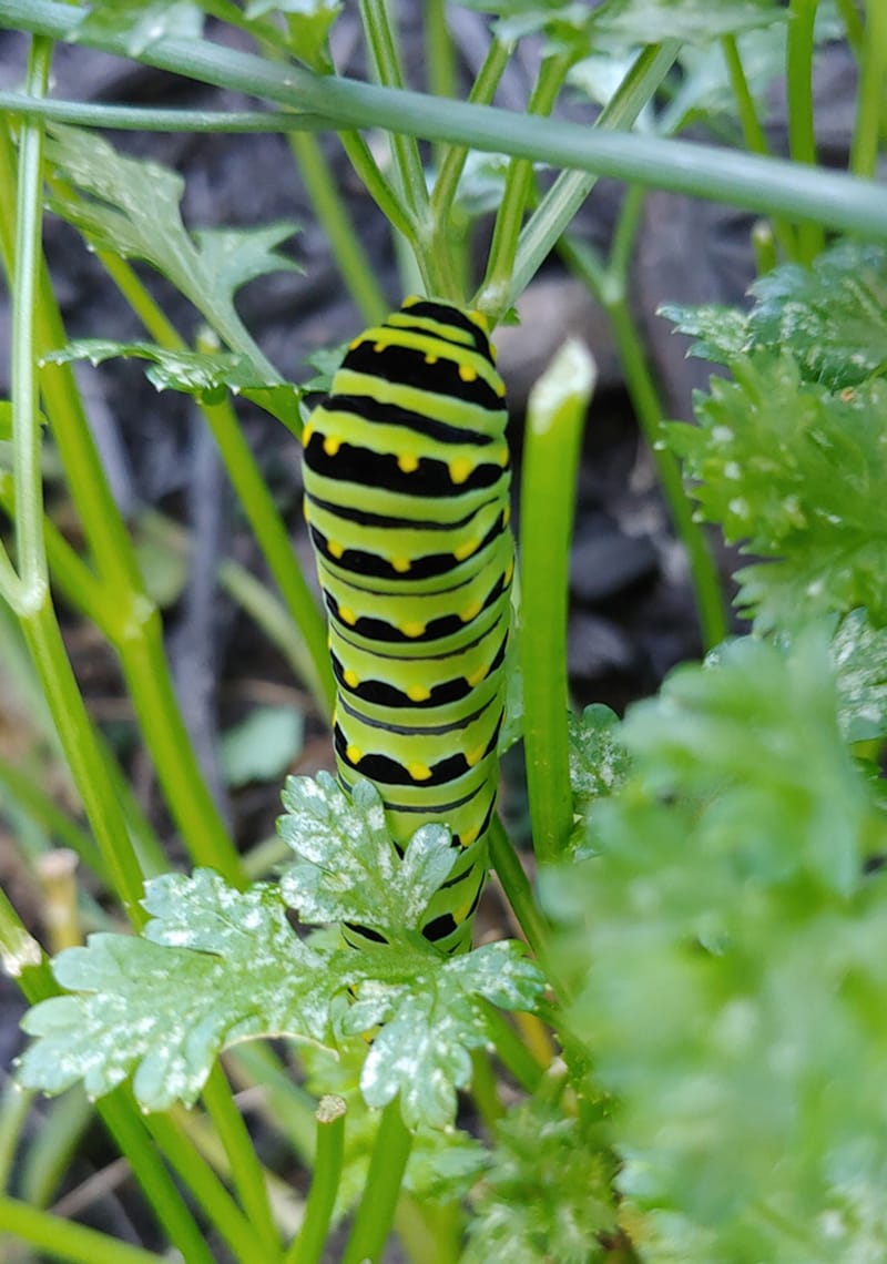 Animals, Birds & Bugs