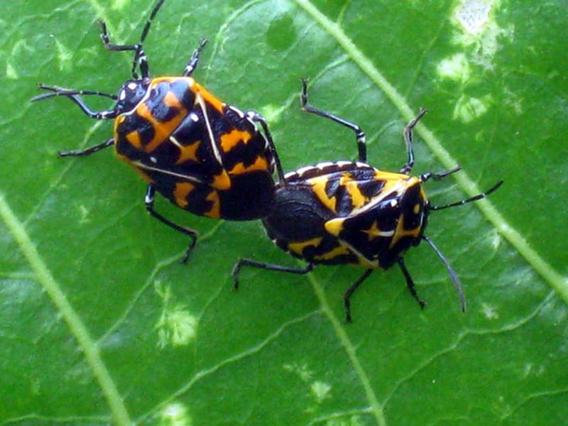 Animals, Birds & Bugs