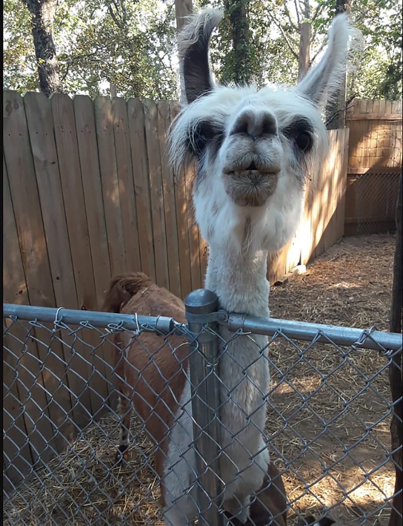 Animals, Birds & Bugs