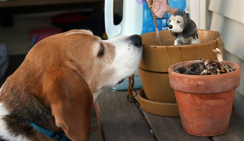 Animals, Birds & Bugs