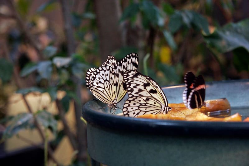 Animals, Birds & Bugs