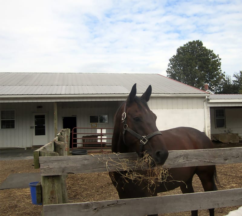 Animals, Birds & Bugs