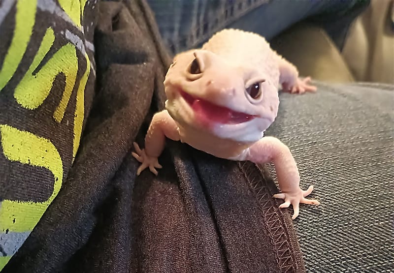 Animals, Birds & Bugs