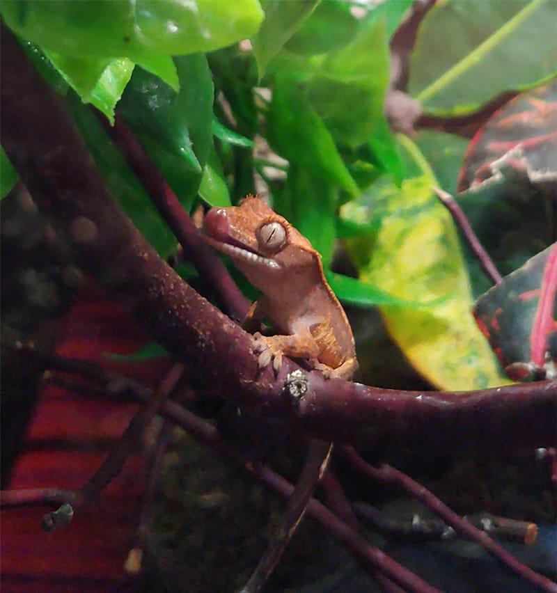 Animals, Birds & Bugs