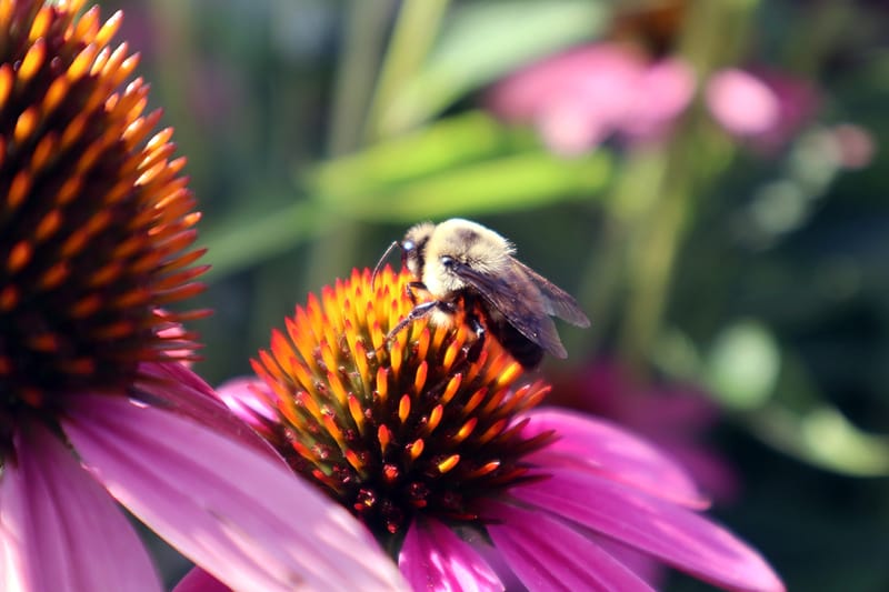 Landscapes and Nature