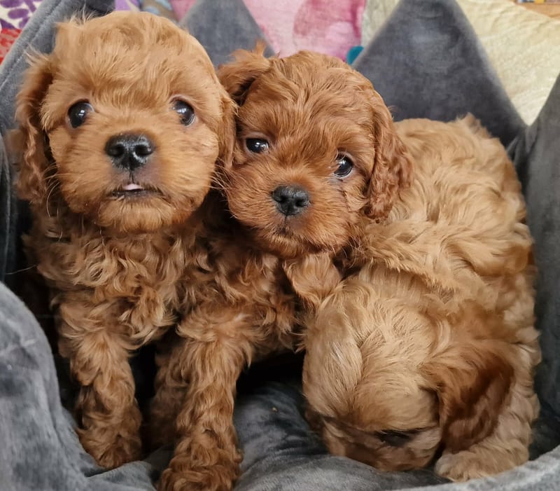Cavapoo boys and girls 