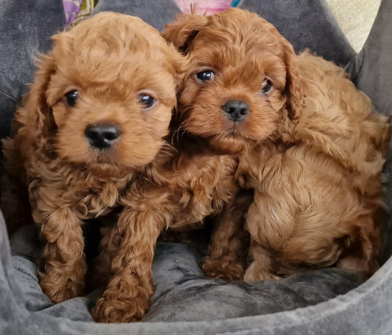 Cavapoo boys and girls 