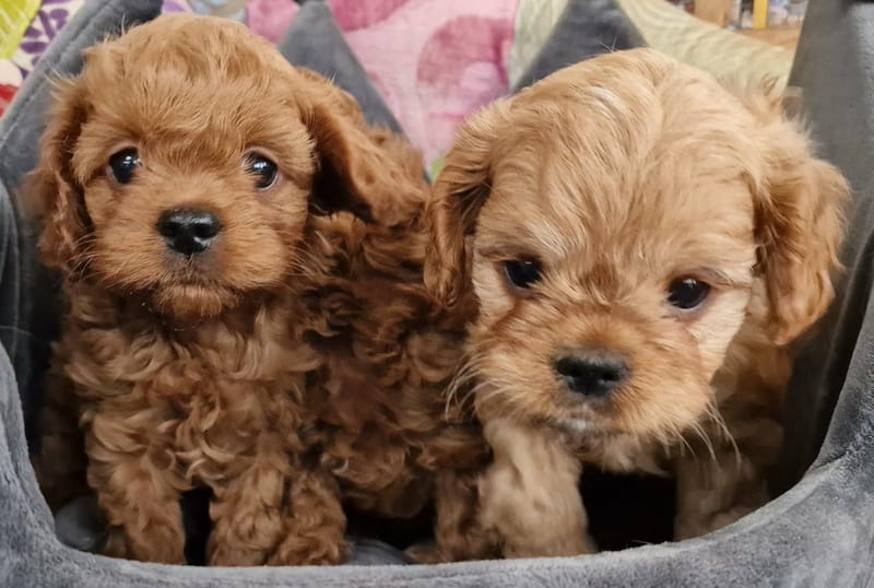Cavapoo boys and girls 