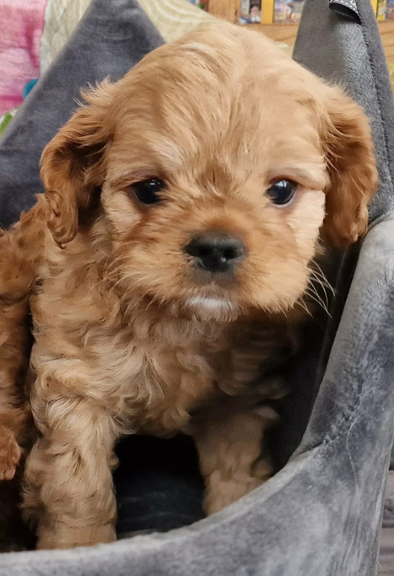 Cavapoo boys and girls 