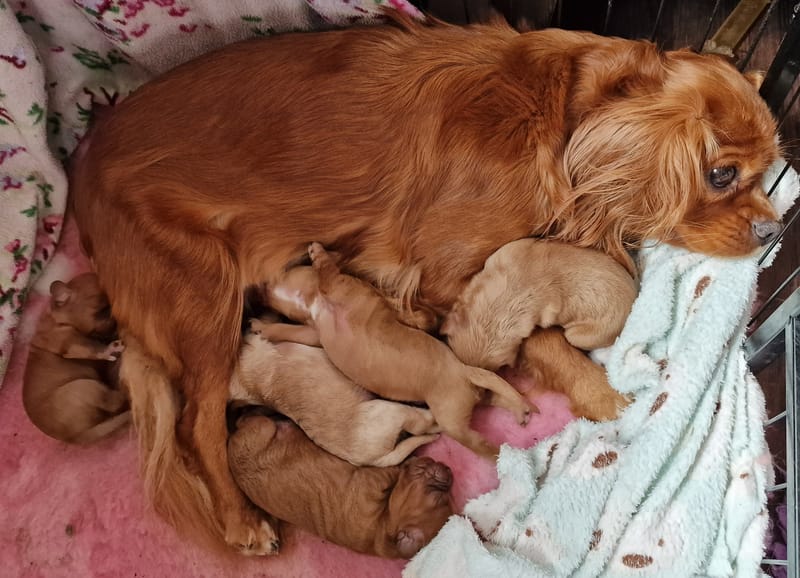Cavapoo babies 