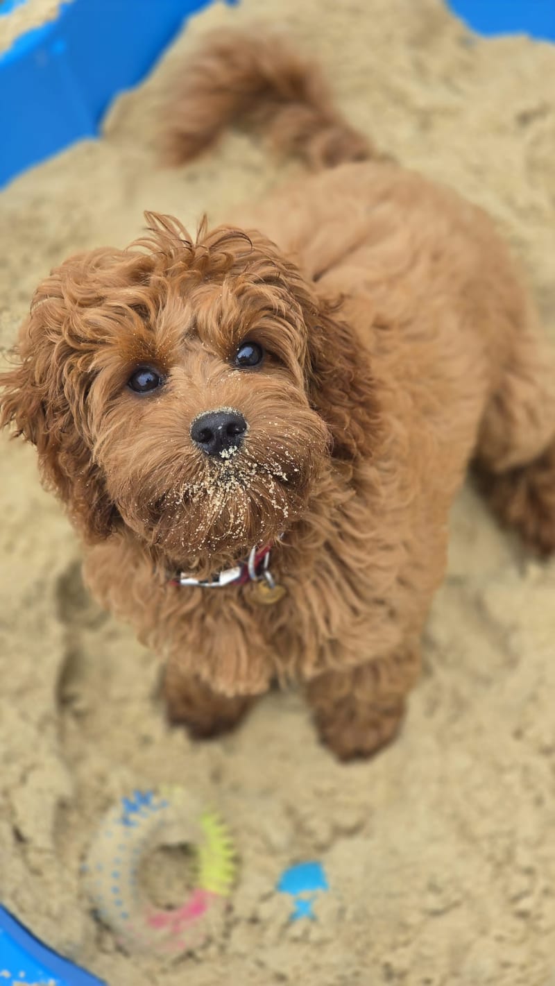 Cavapoo babies 