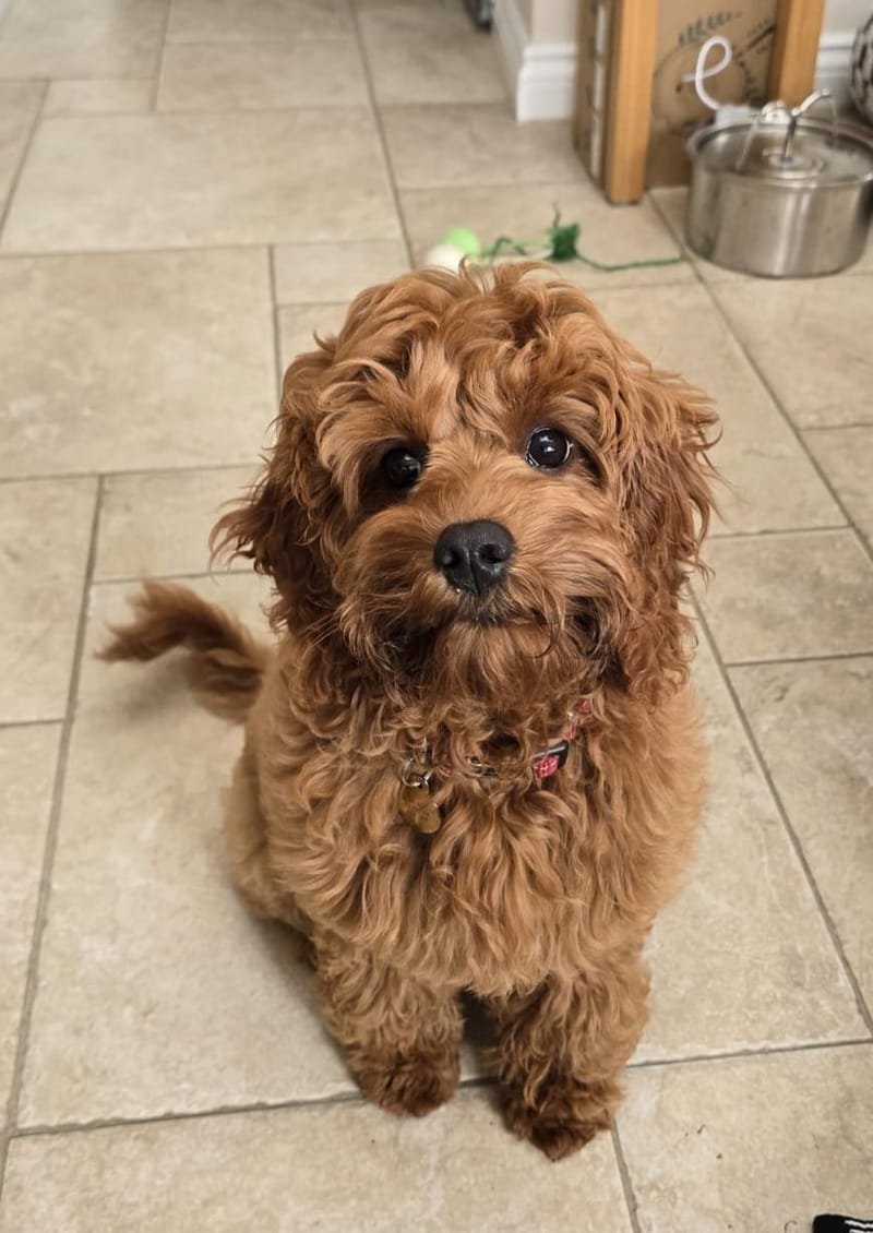 Cavapoo babies 