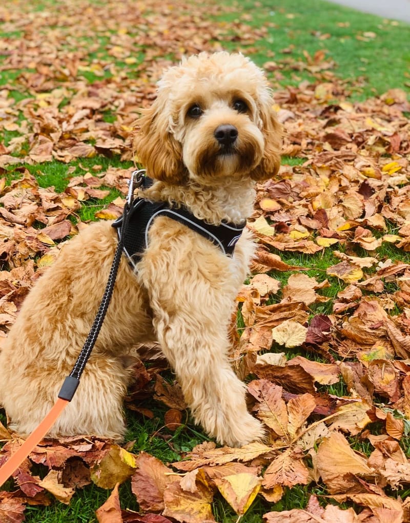 Cavapoo babies 