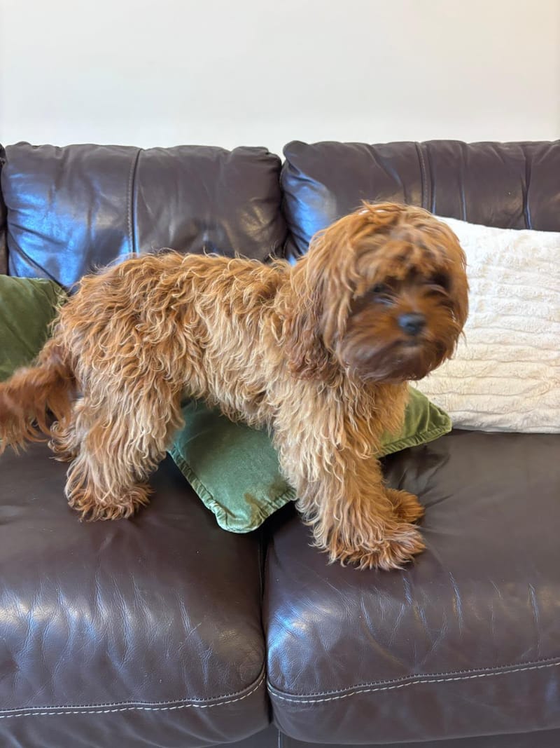 Cavapoo babies 