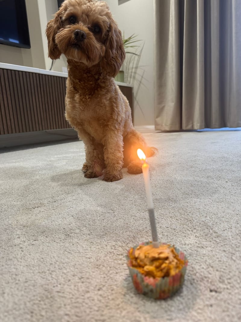 Cavapoo babies 