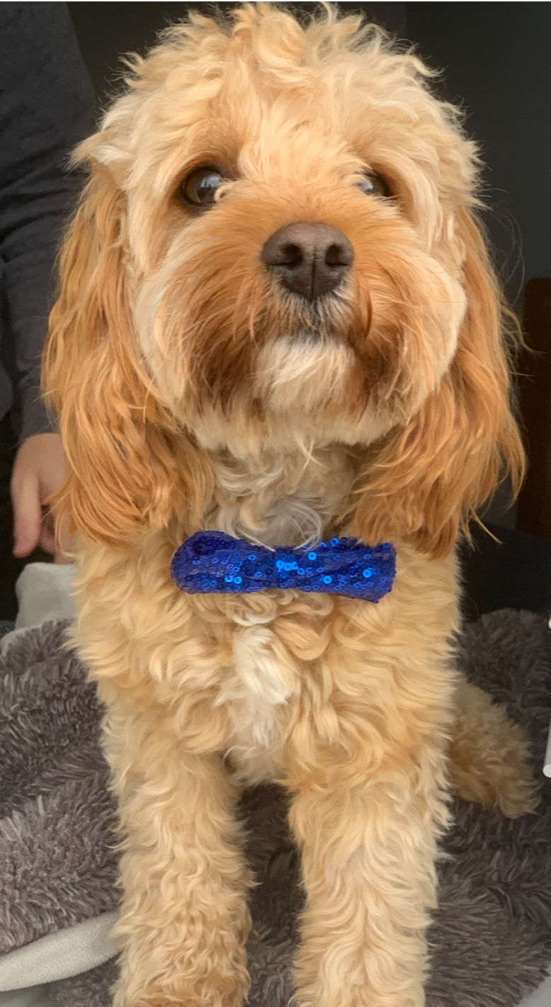 Cavapoo babies 