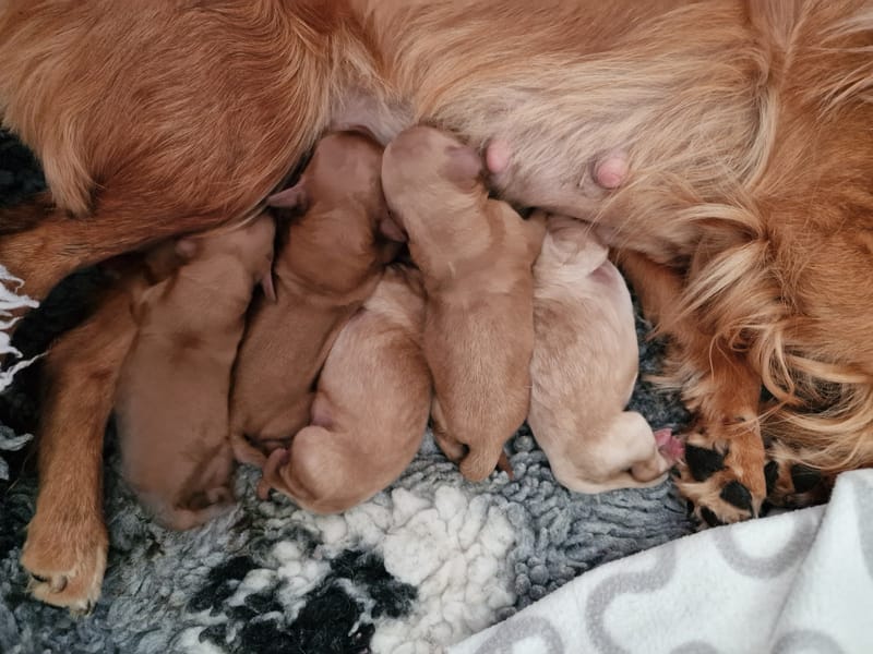 Cavapoo babies 