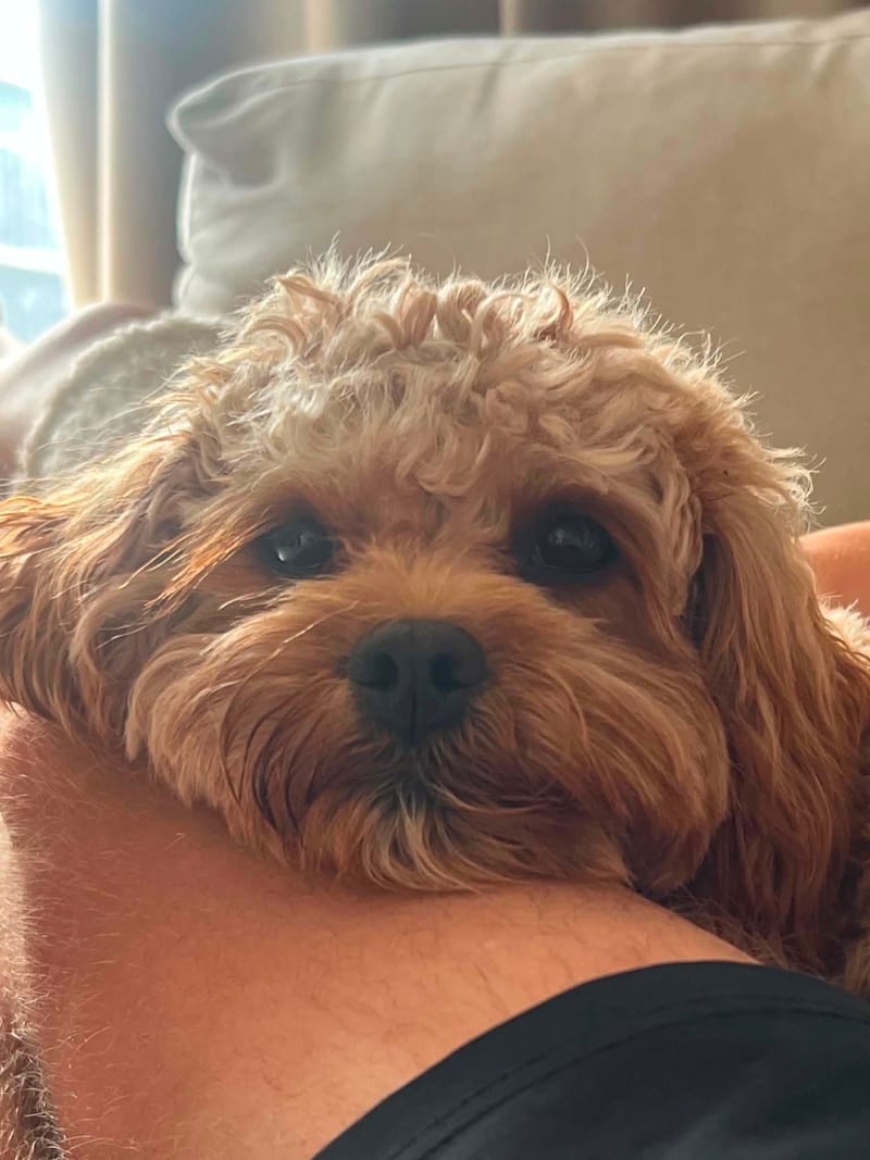 Cavapoo babies 