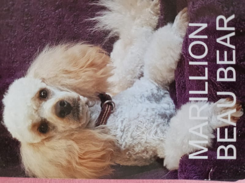 Cavapoo babies 