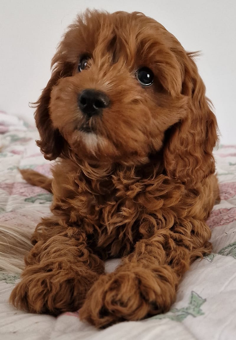 Cavapoo babies 