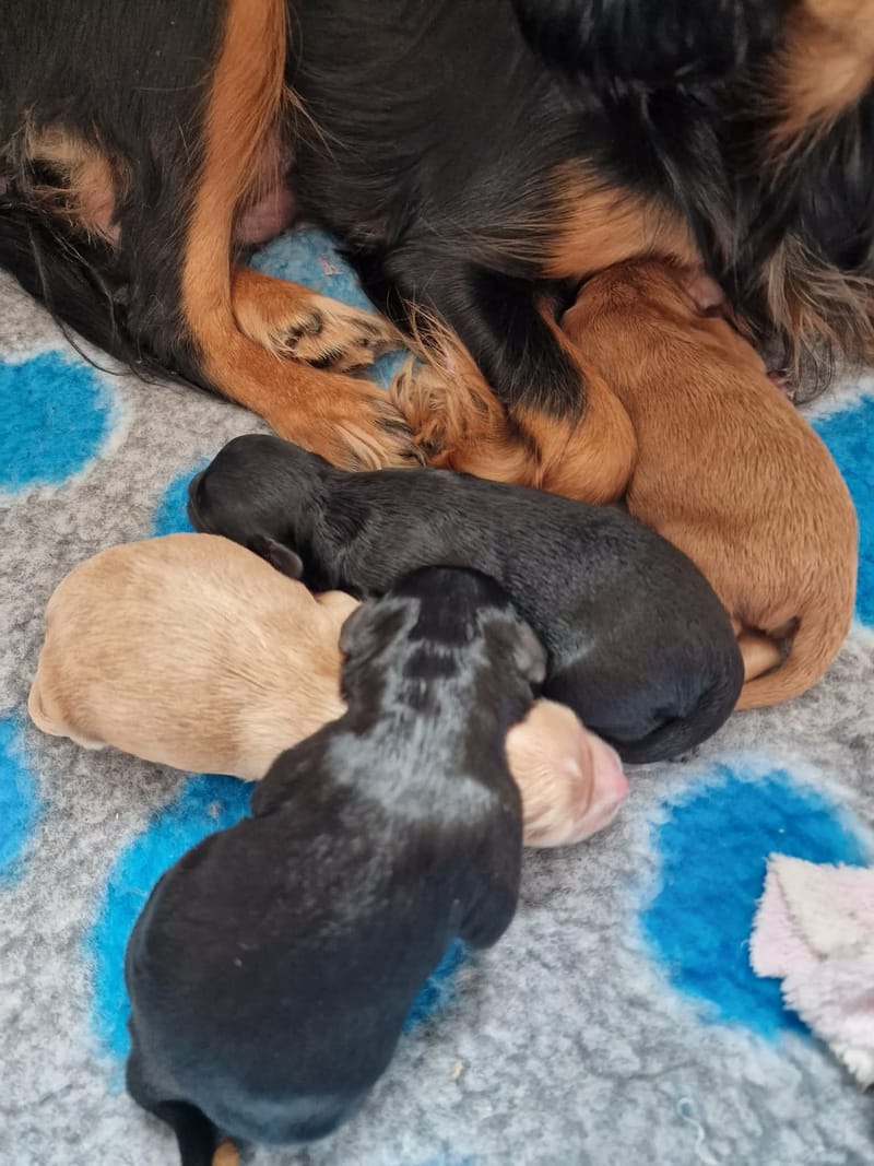 Born 5th October 2026. One boy - reserved Two black girls and one apricot girl 