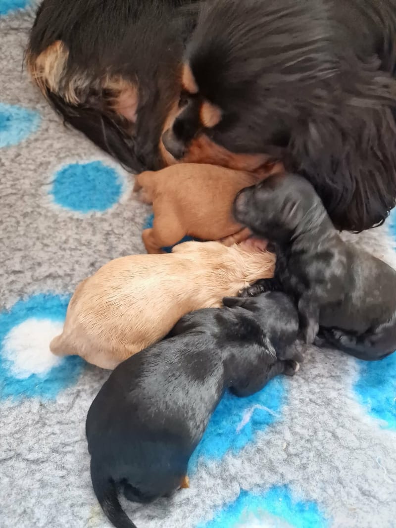 Born 5th October 2026. One boy - reserved Two black girls and one apricot girl 