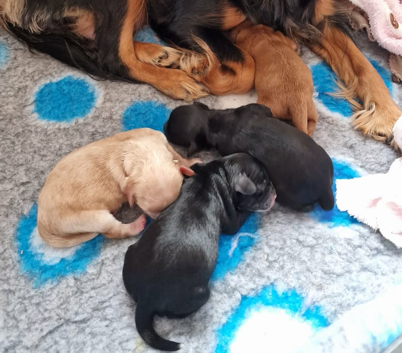 Born 5th October 2026. One boy - reserved Two black girls and one apricot girl 
