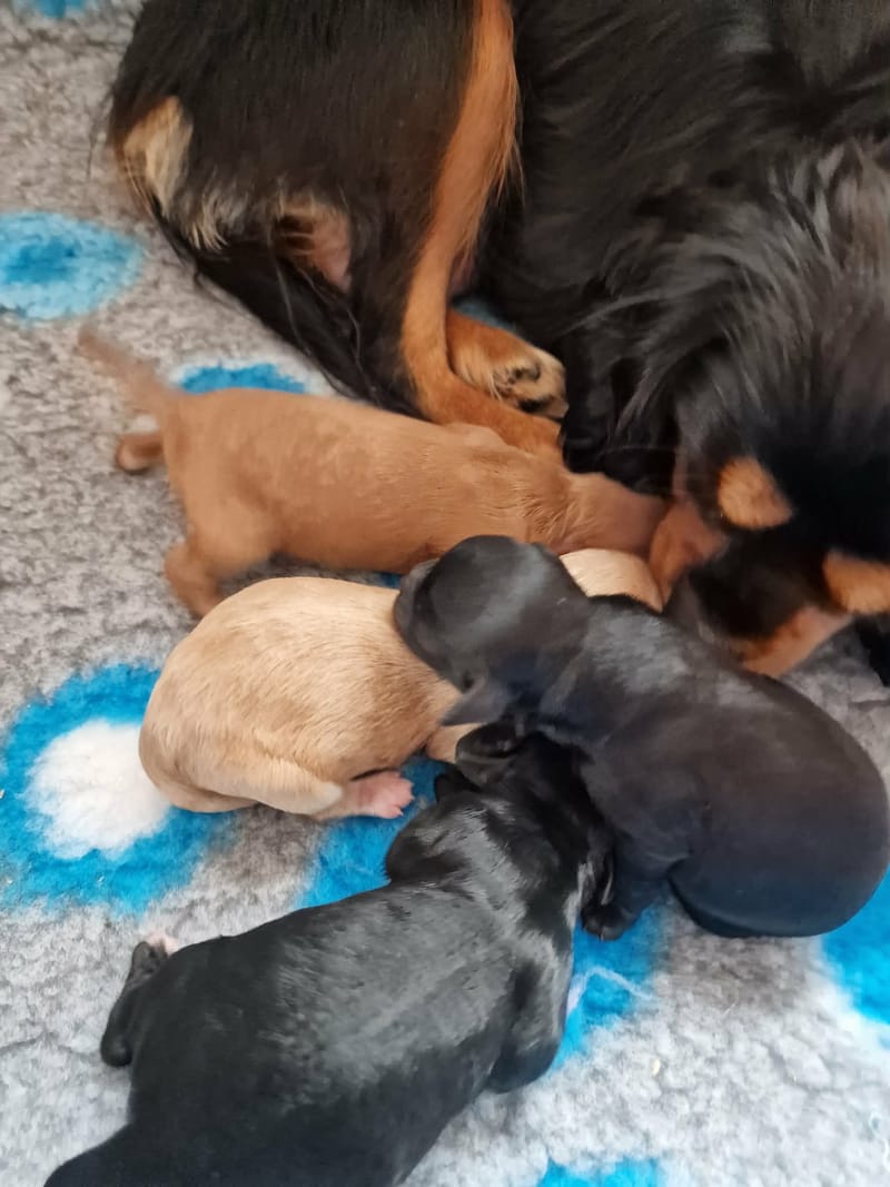 Born 5th October 2026. One boy - reserved Two black girls and one apricot girl 