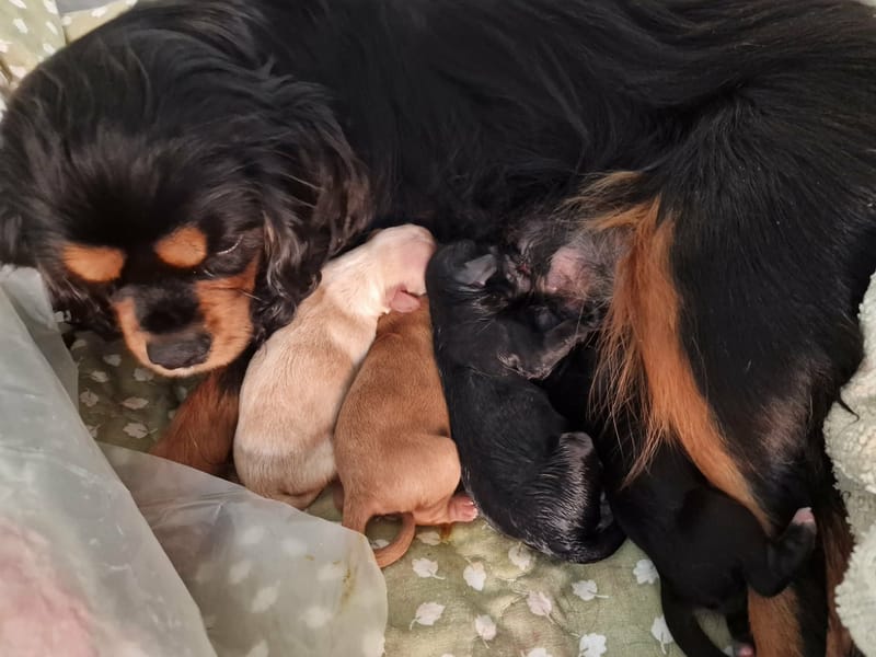Born 5th October 2026. One boy - reserved Two black girls and one apricot girl 