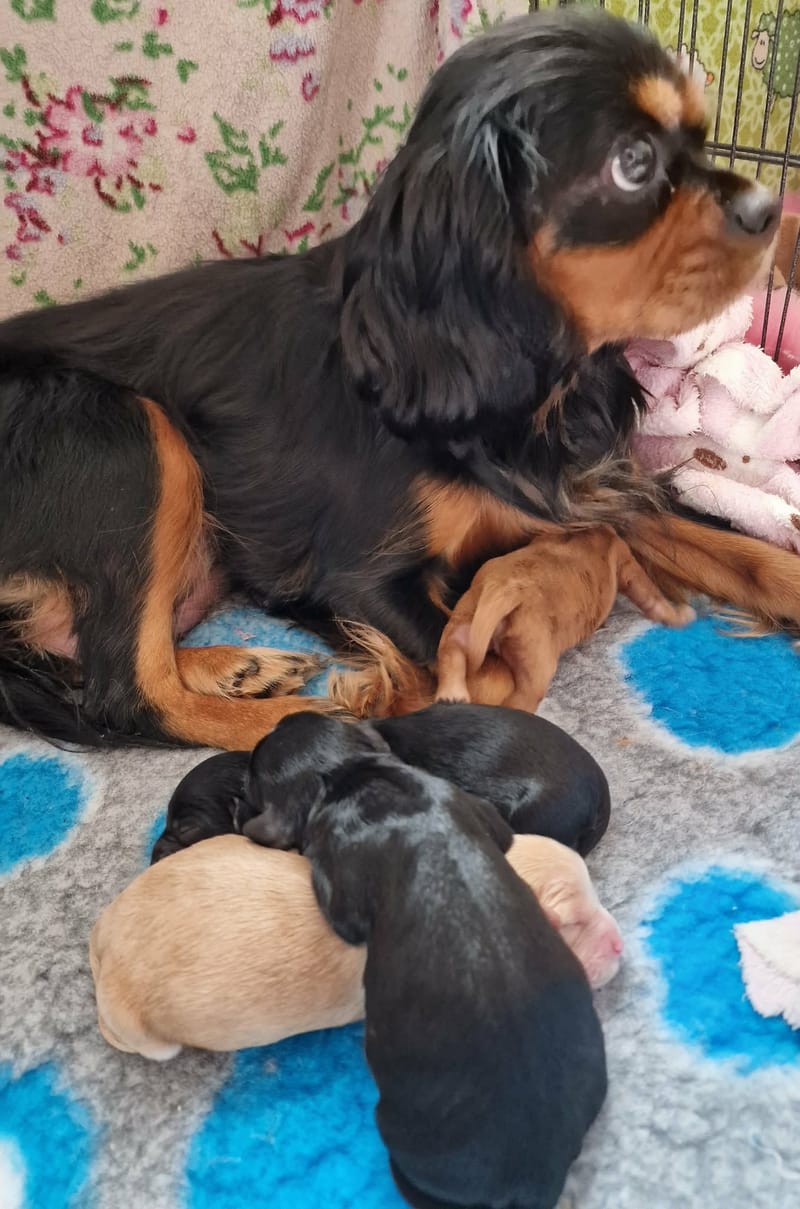 Born 5th October 2026. One boy - reserved Two black girls and one apricot girl 