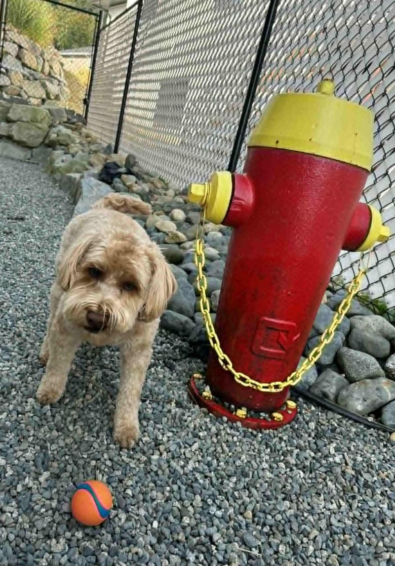 Doggy Daycare 🐕🌲