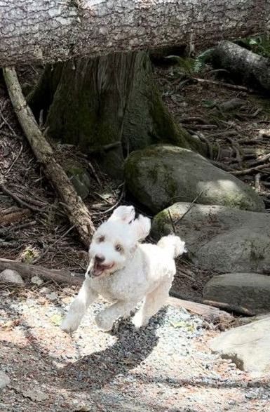 Dog Boarding 🏡🐾