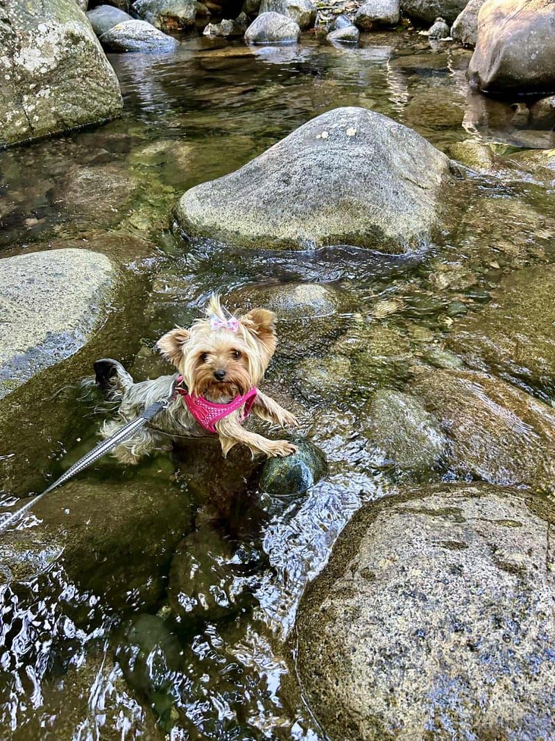 Dog Walking 🐩🏃‍♀️